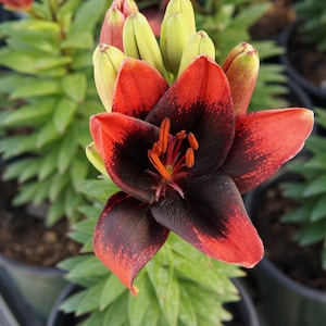 PRE-ORDER Fall Bulbs - Lilium &#39;Tiny Shadow&#39; | Compact Asiatic Lily | Deep Burgundy Blooms | Unique Cut Flower | USDA Zones 3–9