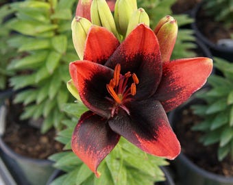 Lilium♡ Lilium 'tiny Ink' | Compact Asiatic Lily | Deep Burgundy
