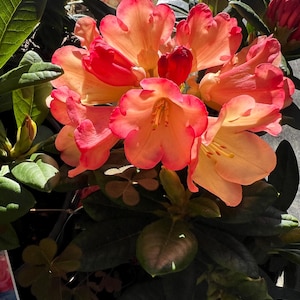 Rhododendron &#39;Seaview Sunset&#39; | Peach Rhododendron | Dwarf Evergreen Shrub | Spring Bloomer - 1 gallon well rooted plant | USDA Zones 7-9