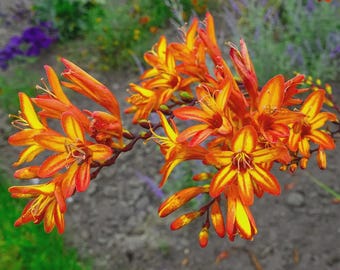 Crocosmia ‘Firestarter’ | Orange-Red Flowering Montbretia