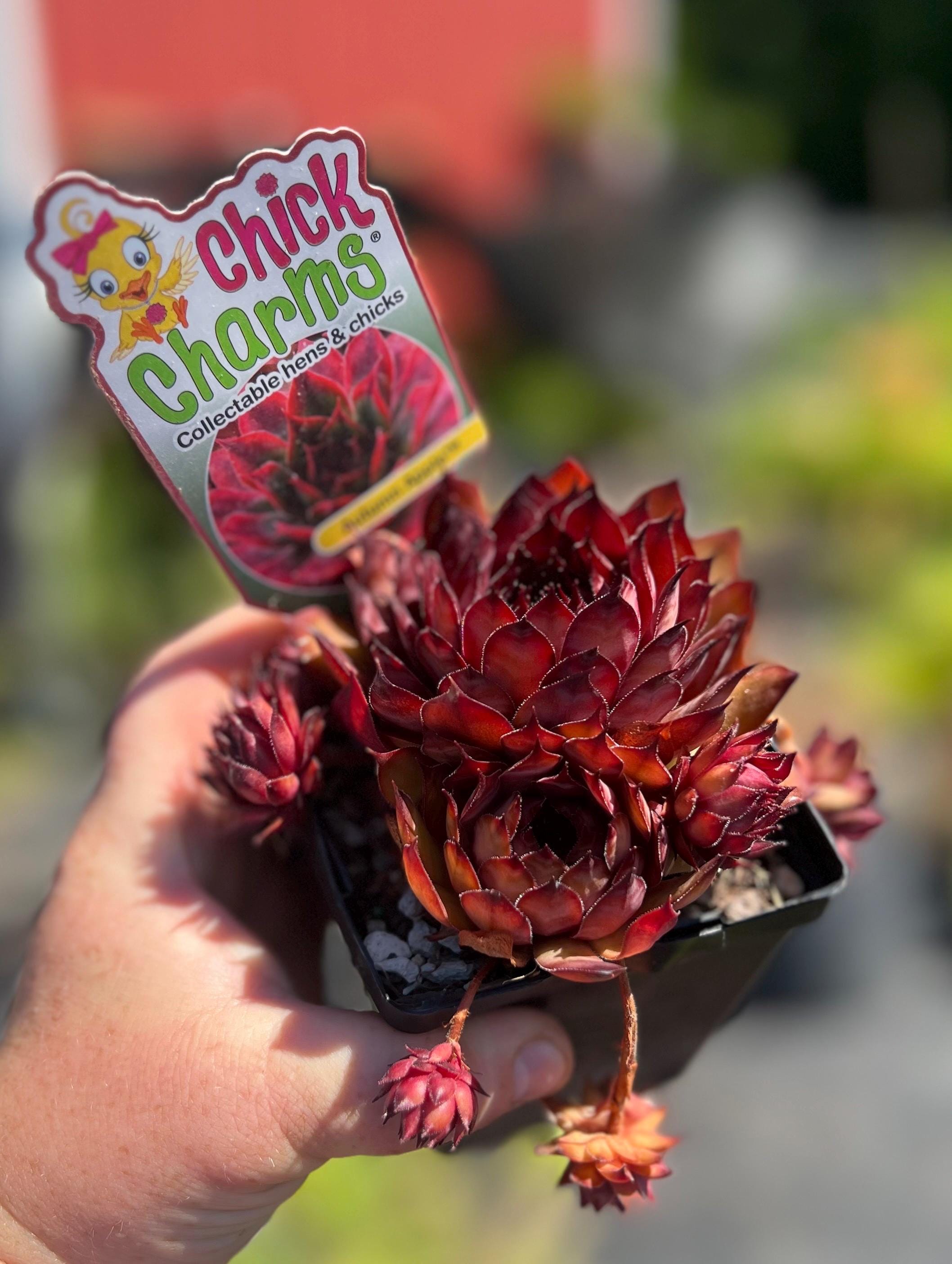 cute small plant pots Popular Houseplant 12-pack: Easy Plant Variety Pack  Cute & Unique Pl   Altman Plants
