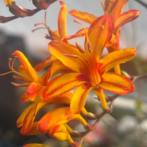 May include: A cluster of vibrant Crocosmia flowers featuring elongated, trumpet-shaped petals in shades of bright orange and deep red. The blossoms are arranged along a slender, dark stem, showcasing delicate stamens and pointed, narrow petals.