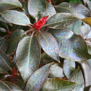 Rhododendron &#39;Ebony Pearl&#39; | Purple Black Foliage | Evergreen Flowering Shrub | USDA Zones 6-9 | Spring Bloomer - 1 gallon well rooted plant