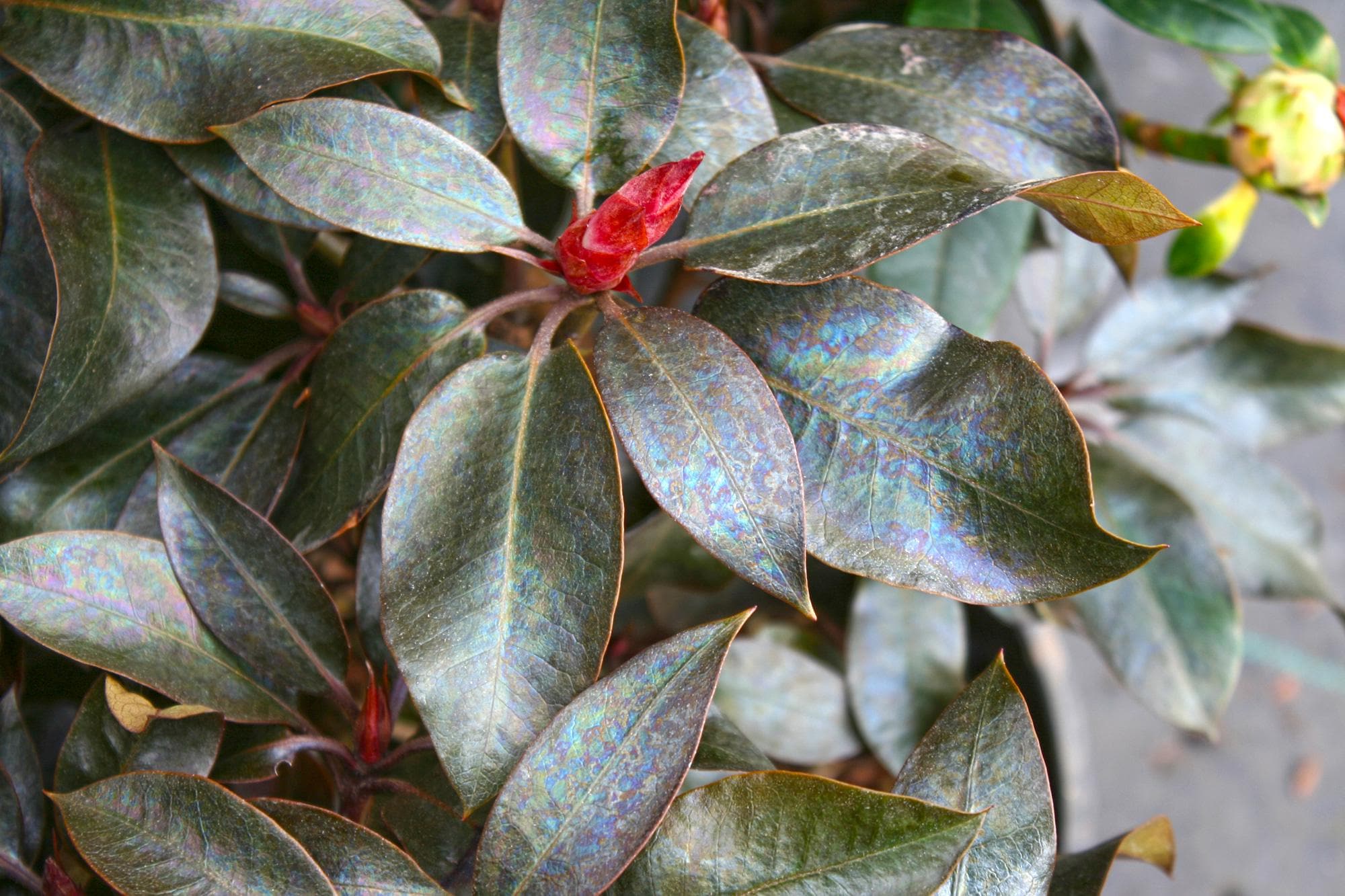 Rhododendron 'ebony Pearl' | Purple Black Foliaged Evergreen Shrub