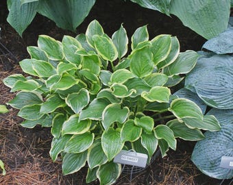 May include: A lush green plant with large, heart-shaped leaves edged in creamy white. The plant, labeled "So Sweet," is surrounded by other leafy plants in a garden setting. The leaves have a glossy texture, and the overall appearance is vibrant and healthy.