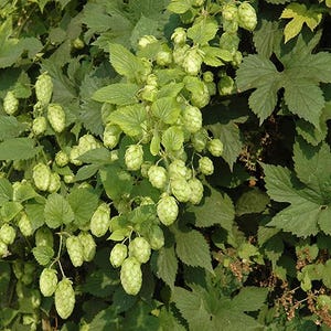May include: Close-up of a hop plant with vibrant green leaves and numerous cone-shaped hop flowers. The image showcases the plant's lush foliage and the distinctive texture of the hops, a key ingredient in brewing.