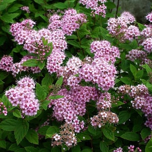 May include: A bush with clusters of small, pink flowers. The flowers are densely packed together, creating a vibrant display of color.