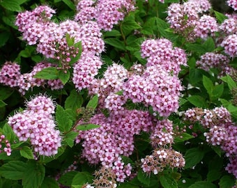 絵画 Reeves spirea Buy Reeves Bridal Wreath Spirea | FREE SHIPPING | Wilson