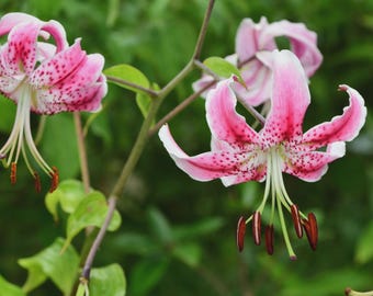 Lilium speciosum 'Rubrum' | Japanese Show Lily, Large Cut Flower