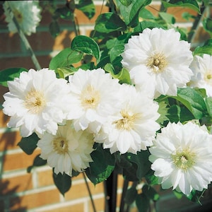 Clematis &#39;Duchess of Edinburgh&#39; | Flowering Vine | Double White Blooms | Deer-Resistant | USDA Zones 4-9 | Winter Dormant
