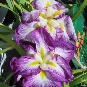 PRE-ORDER Fall Bulbs - Iris ensata 'Persephone' | Japanese Water Iris | Elegant Summer Blooming | USDA Zones 4–9