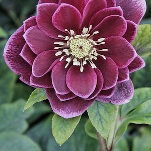 May include: A double-flowered hellebore bloom featuring multiple layers of deep plum-colored petals with lighter purple edges. The center of the flower displays a cluster of pale yellow stamens, and the blossom is supported by a green stem.