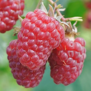 May include: Close-up of ripe red raspberries on a branch. The berries are a vibrant red color and have a textured surface. The image highlights the natural beauty of the fruit, showcasing its freshness and detail. The raspberries are ready to be picked.
