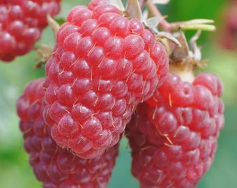 May include: Close-up of ripe red raspberries on a branch. The berries are a vibrant red color and have a textured surface. The image highlights the natural beauty of the fruit, showcasing its freshness and detail. The raspberries are ready to be picked.