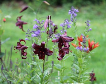 Lilium 'Night Flyer' | Dark Tiger Lily, Dramatic Cut Flower