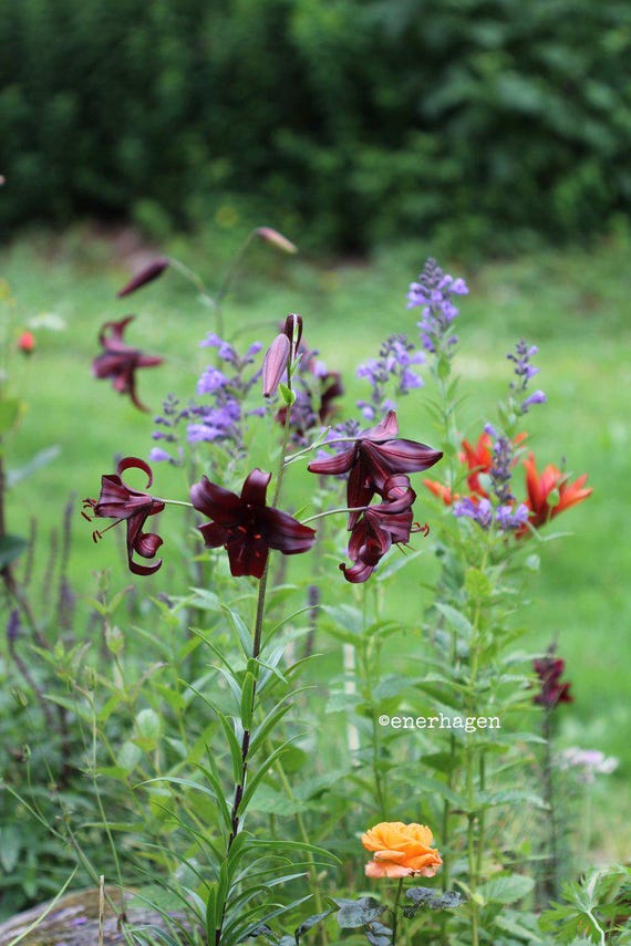 orange tiger lilies Lilium lancifolium ‘Splendens’ (Tiger Lily) main image 1