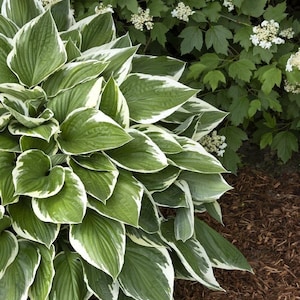 Hosta &#39;Francee&#39; | Medium Variegated Green and White Hosta | Flowering Shade Perennial | Slug Resistant