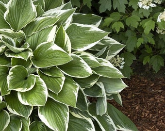 May include: A lush green plant with large, veined leaves edged in white. The plant is in a garden setting, with a backdrop of green foliage and small white flowers. The ground is covered in brown mulch.