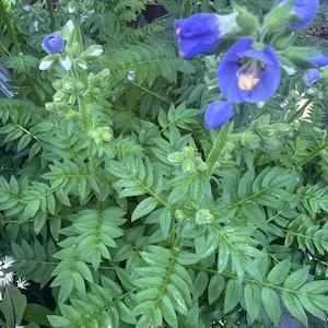 Polemonium ‘Heavenly Habit’ | Jacob’s Ladder Perennial, Violet-Blue Flowers and Fern-Like Foliage - 4" pot