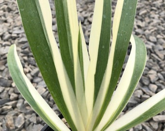 Iris japonica 'Aphrodite' | Variegated Roof Iris - 1 bareroot rhizome bulb