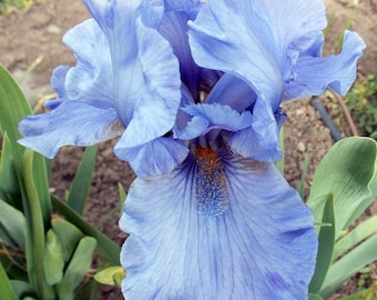 Iris 'Aqua Taj' | Bearded Iris