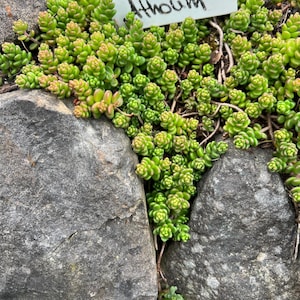 Sedum album 'Athoum' | Dark Green Evergreen Stonecrop Succulent