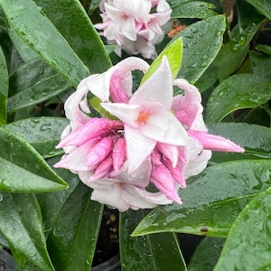 Daphne odora ‘Perfume Princess’ | Winter Daphne | 4.5" pot