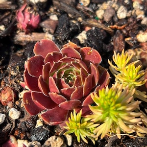 Sempervivum 'Rubikon' | Hens and Chicks