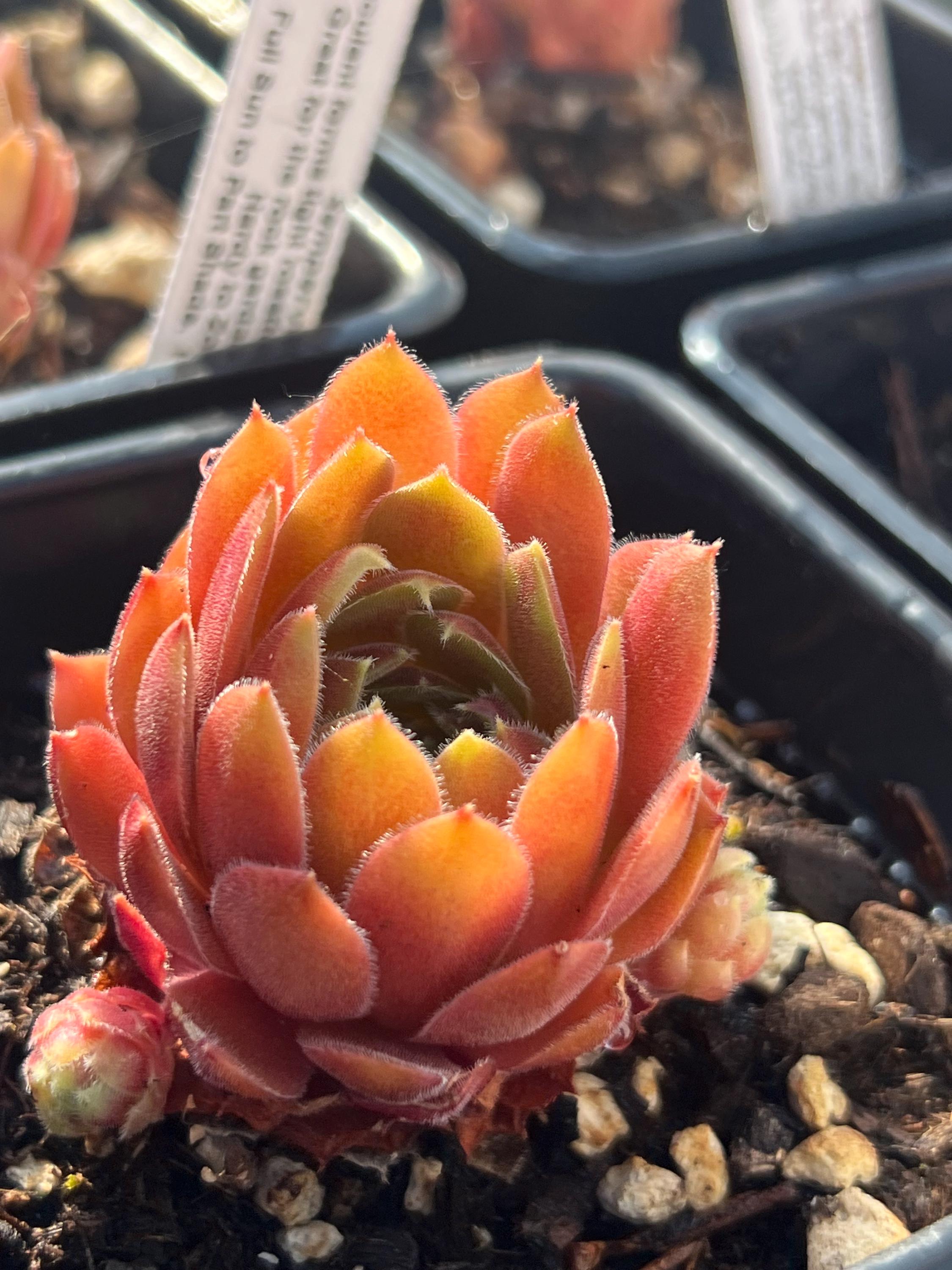 Sempervivum 'dea' | Color Changing Hens and Chicks Succulent - Etsy
