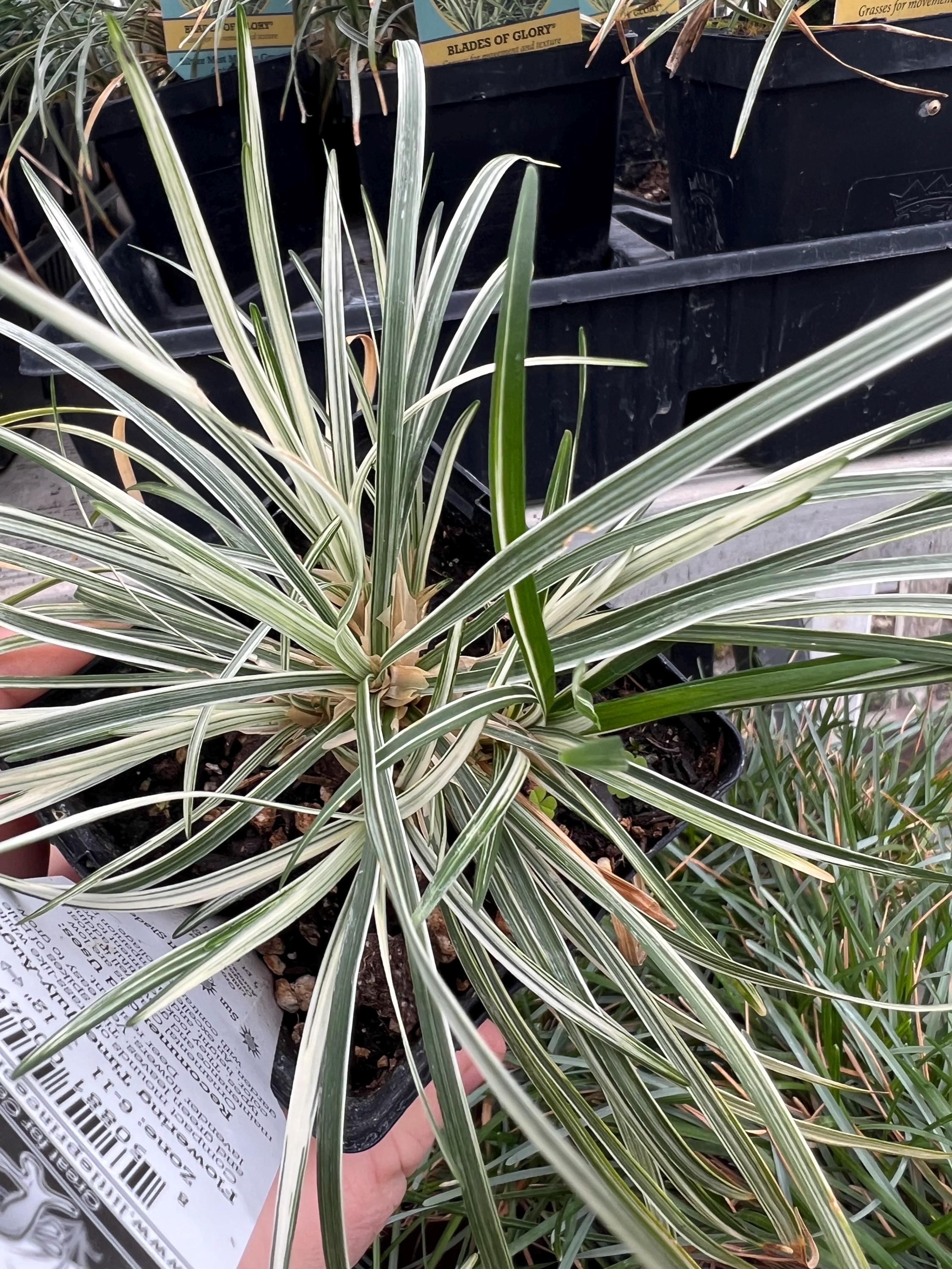 Ophiopogon Japonicus 'variegatus' | Variegated Mondo Grass