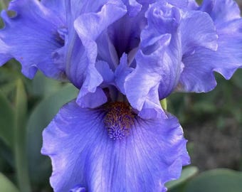 ムラサキスカシジャノメ ♂♀標本★ブラジル産★ 46/48mm美麗稀種青紫綺麗 散歩道で探してみて！上品な淡い青紫色に心惹かれる、日本原産の固有種