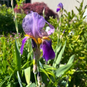 PRE-ORDER Fall Bulbs - Iris germanica | Heirloom Purple Bearded Iris - 1 bareroot Rhizome