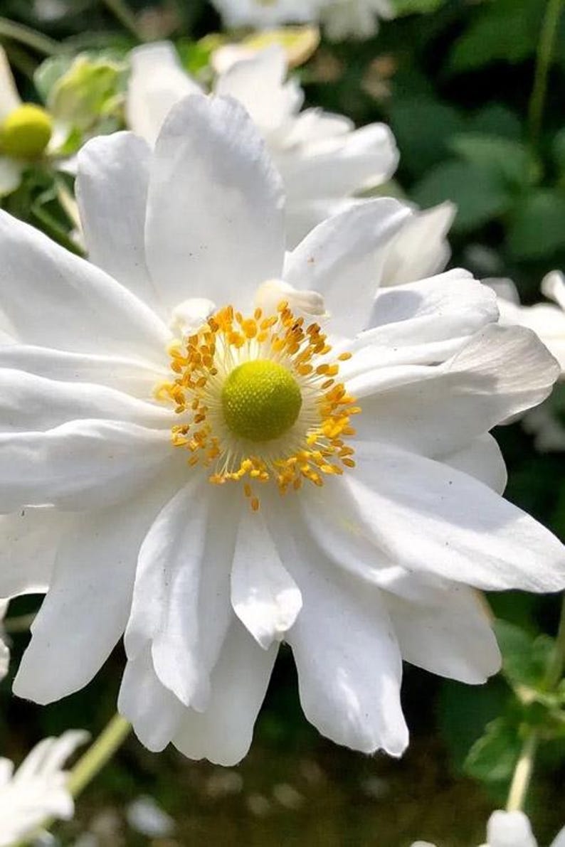 Plantingpartners Anemone Whirlwind