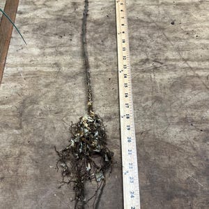 Puede incluir: Una planta a ra&iacute;z desnuda con un tallo largo y delgado y una masa de ra&iacute;ces. Una regla de madera se coloca junto a la planta, mostrando medidas de hasta 66 cm. El tallo de la planta es marr&oacute;n y las ra&iacute;ces son una mezcla de marr&oacute;n y blanco.