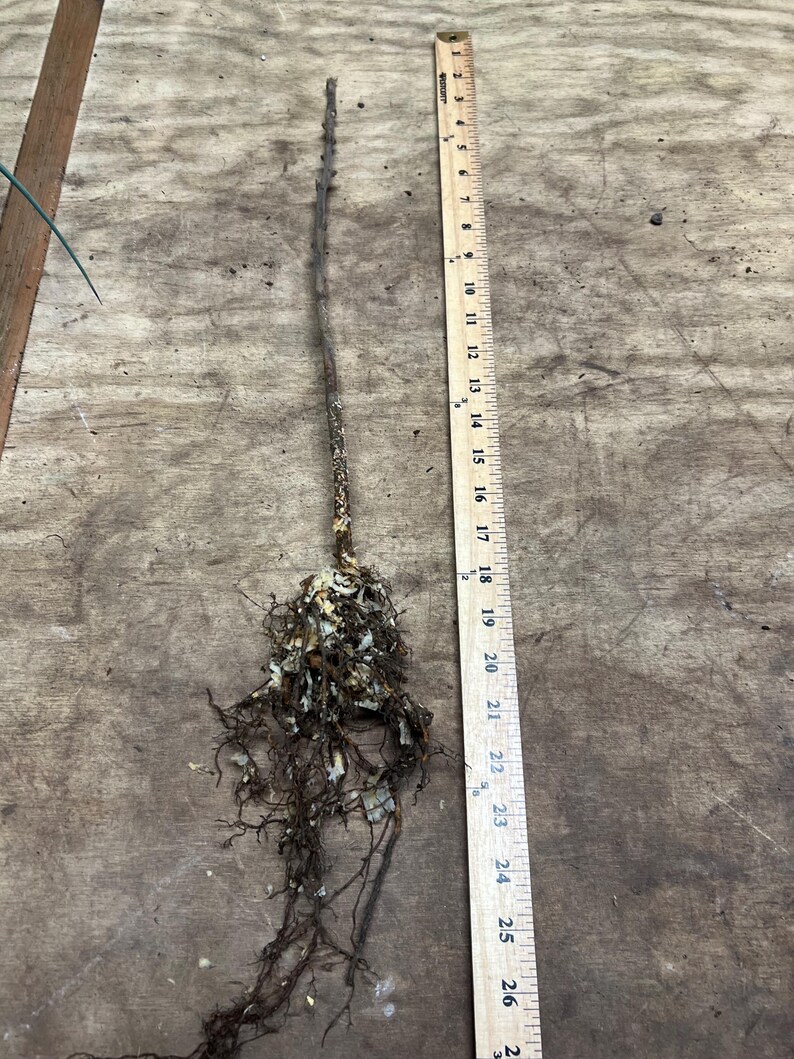 Puede incluir: Una planta a ra&iacute;z desnuda con un tallo largo y delgado y una masa de ra&iacute;ces. Una regla de madera se coloca junto a la planta, mostrando medidas de hasta 66 cm. El tallo de la planta es marr&oacute;n y las ra&iacute;ces son una mezcla de marr&oacute;n y blanco.