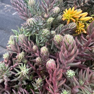 Sedum Purple Frost, Purple Stonecrop Succulent, Cold Hardy Evergreen Carpet Sedum Groundcover, Sedum reflexum, live plant