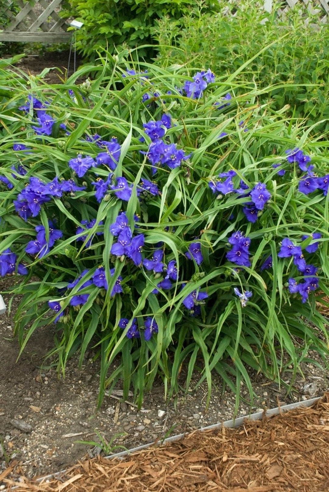 Tradescantia 'zwanenburg Blue' | Blue Spiderwort, Unique Flowering