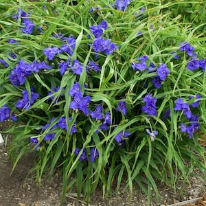 Tradescantia 'zwanenburg Blue' | Blue Spiderwort, Unique Flowering