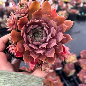 Sempervivum &#39;Desert Bloom&#39; | Pink and Green Hens and Chicks | Evergreen Succulent Groundcover | Drought Tolerant | USDA Zones 4-9
