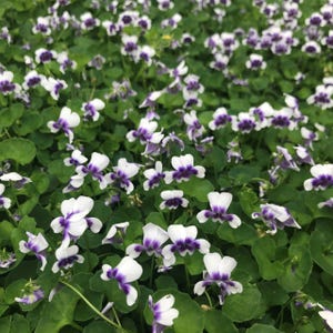 Viola hederacea | Australian Native Violet, Evergreen Groundcover
