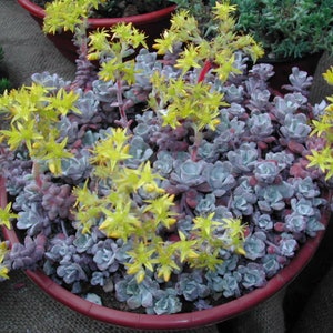 Sedum spathulifolium &#39;Carnea&#39; | Purple White Stonecrop | Evergreen | Drought-Tolerant Succulent Groundcover | USDA Zones 4–9