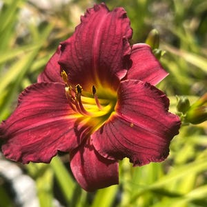 May include: A daylily flower with deep burgundy red petals that feature a vibrant yellow throat. The bloom has six ruffled petals and prominent stamens with yellow pollen tips, centered around a bright yellow star-shaped core.
