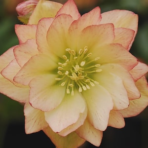May include: Close-up of a Hellebore flower with multiple layers of petals. The petals are a soft yellow with pink edges, and the center features a cluster of yellow stamens. The flower is in full bloom, showcasing its intricate details.