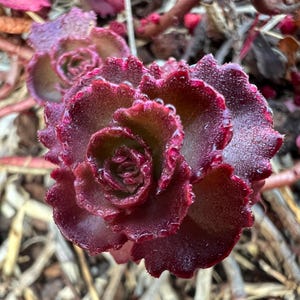 Sedum Ruby Mantle, Burgundy Red Stonecrop, Cold Hardy Evergreen Carpet Sedum Groundcover, Sedum spurium, live plant