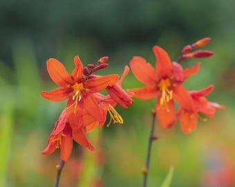 Crocosmia ‘Babylon’ | Orange-Red Flowering Montbretia
