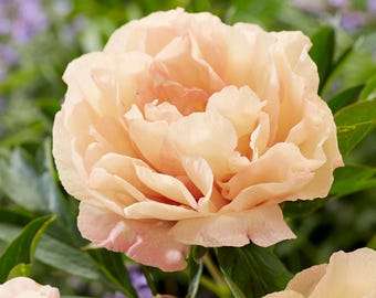 Peony ITOH 'Canary Brilliants' | Tree Paeonia, Fragrant Spring Flowering Perennial | Spring 2026 Preorder