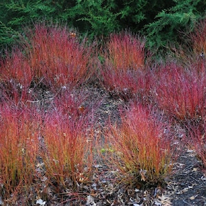 Cornus sericea ‘Kelseyi’ | Dwarf Red-Osier Dogwood | Compact Deciduous Shrub | Winter Interest | USDA Zones 3–7 | 1 gallon potted plant