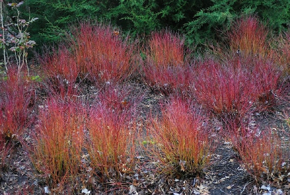 Cornus sericea ‘Kelseyi’ | Dwarf Red-Osier Dogwood, Bright Winter Interest | 1 gallon pot