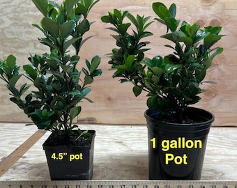 Gardenia jasminoides 'Kleim's Hardy' | Extremely Fragrant Blooms, Evergreen