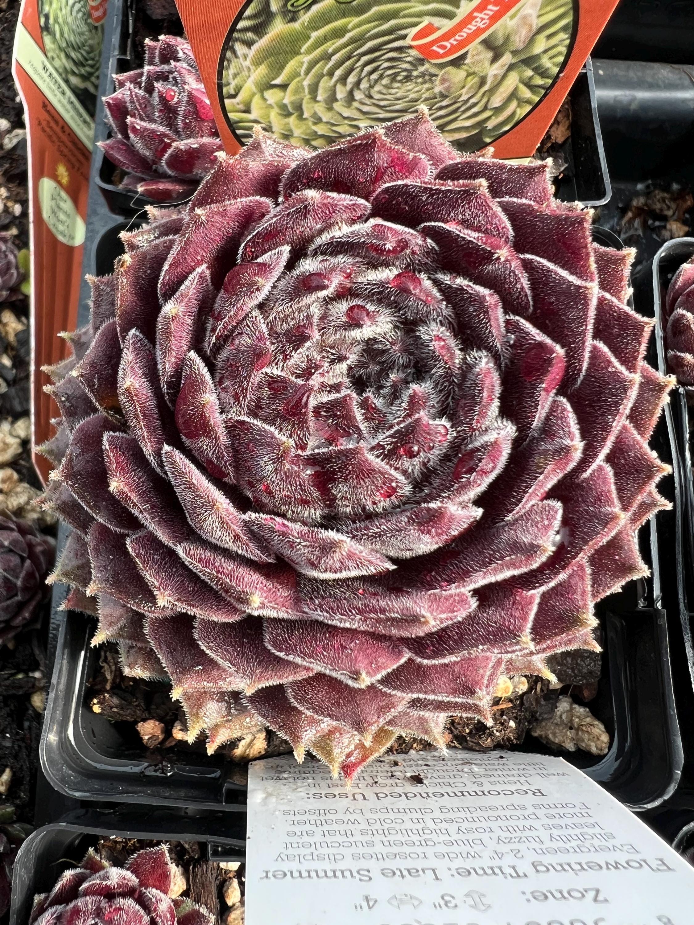 Sempervivum 'pacific Spring Frost' | Color Changing Hens and Chicks  Succulent - Etsy